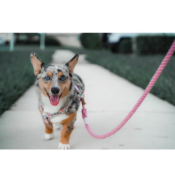 NWT Sassy Woof Dog Rope Leash Cotton Candy Pastel Pink Rose Gold 5 Feet - Picture 4 of 10